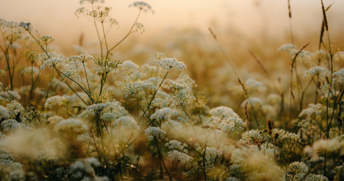 meadow